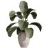 AV Indoor Plants Set 368 Olive Tree and Yucca Aloifolia Rostrata Palm and Calathea Lutea - Thumbnail 6