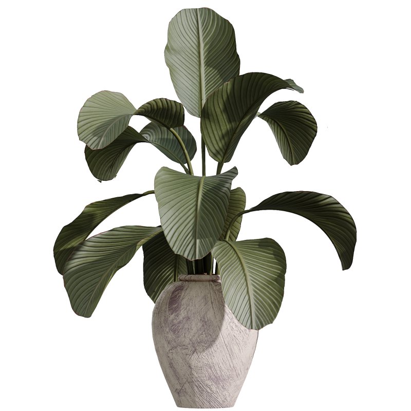 AV Indoor Plants Set 368 Olive Tree and Yucca Aloifolia Rostrata Palm and Calathea Lutea - Image 6