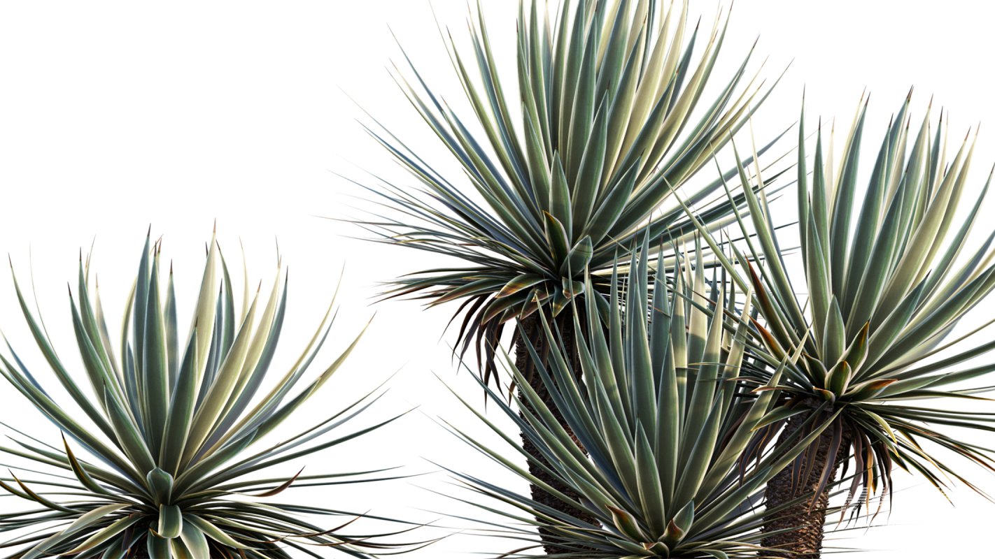 Collection 12 – Desert Garden - Image 8