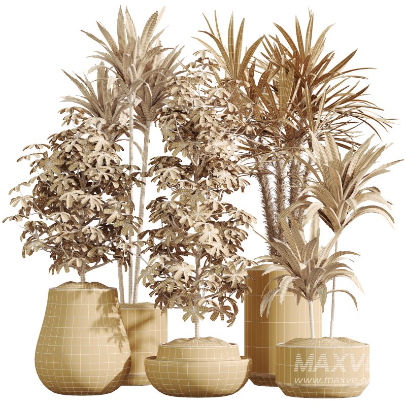 AV Indoor Plants Set 337 Dracaena Lemon and chefflera Umbrella and Rhapis Excelsa Palm - Image 6