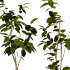 Bonsai Jungle Ficus - Thumbnail 4