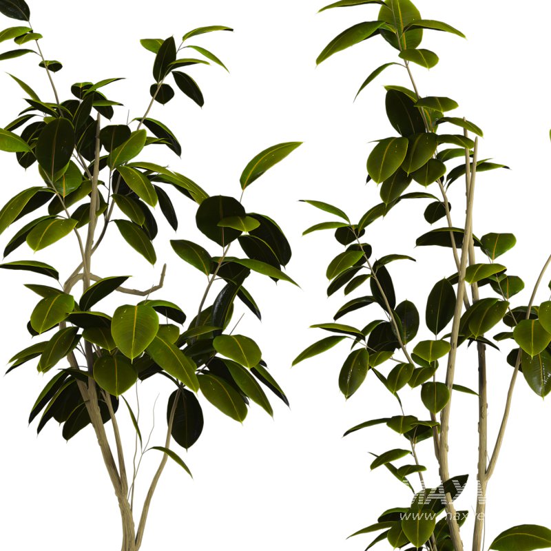 Bonsai Jungle Ficus - Image 4