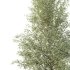 AV Plants Alnus Glutinosa Tree08 - Thumbnail 1