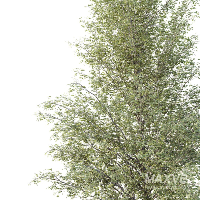 AV Plants Alnus Glutinosa Tree08 - Image 1