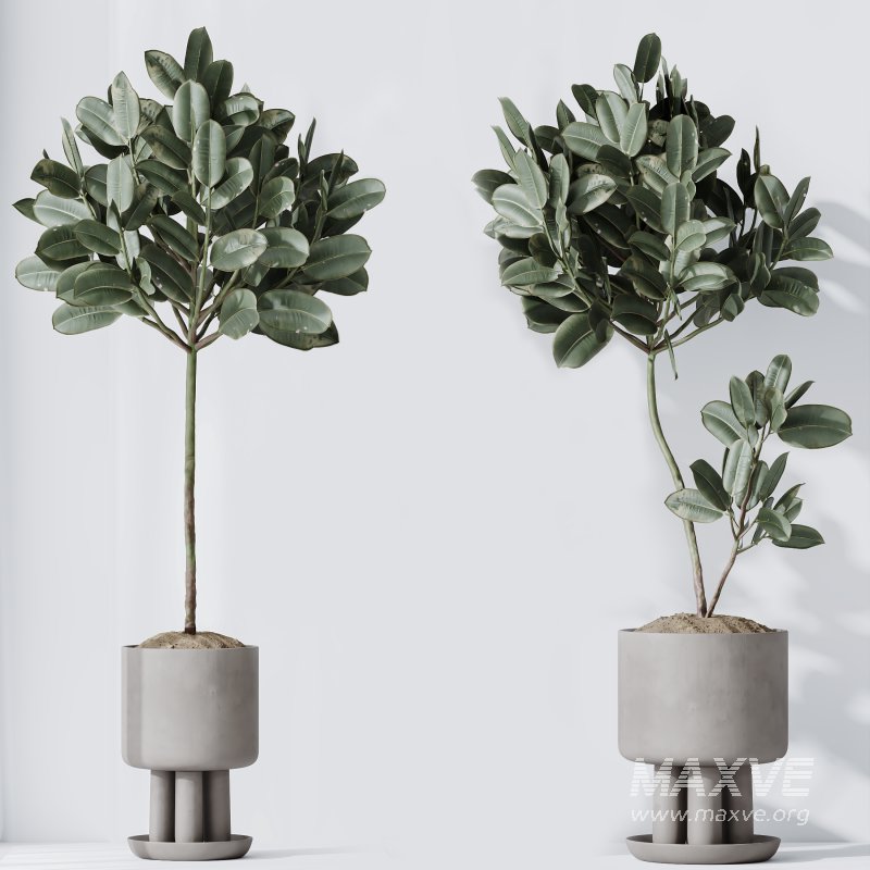 AV Indoor Plants Set 334 Aspidistra Elatior and Rubber Ficus Elastica and Ficus microcarpa Moclame - Image 7