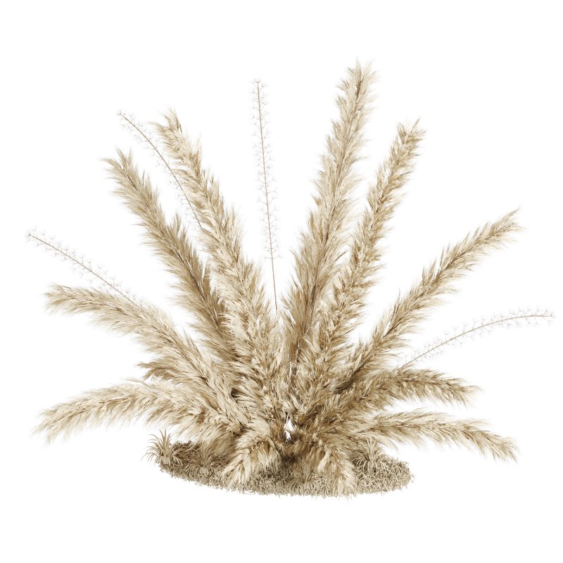 Natural dried pampas grass - Image 1