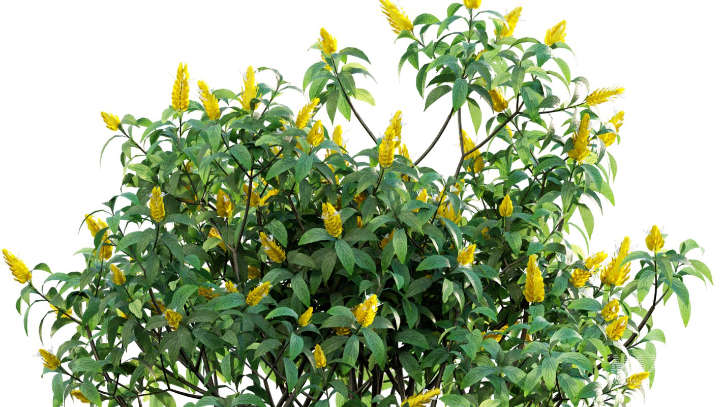 Collection 07 – Central America Garden - Image 26