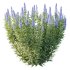 Echium candicans Pride of Madeira Bush 05 - Thumbnail 4