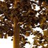 Sycamore Platanus Tree 06 - Thumbnail 3