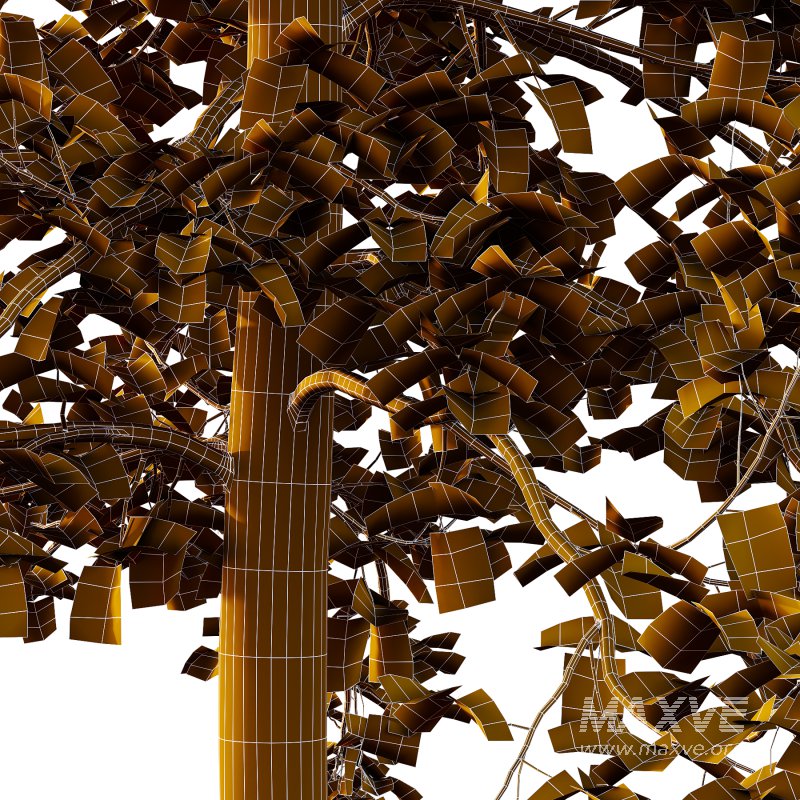 Sycamore Platanus Tree 06 - Image 3