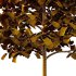 Sycamore Platanus Tree 08 - Thumbnail 5