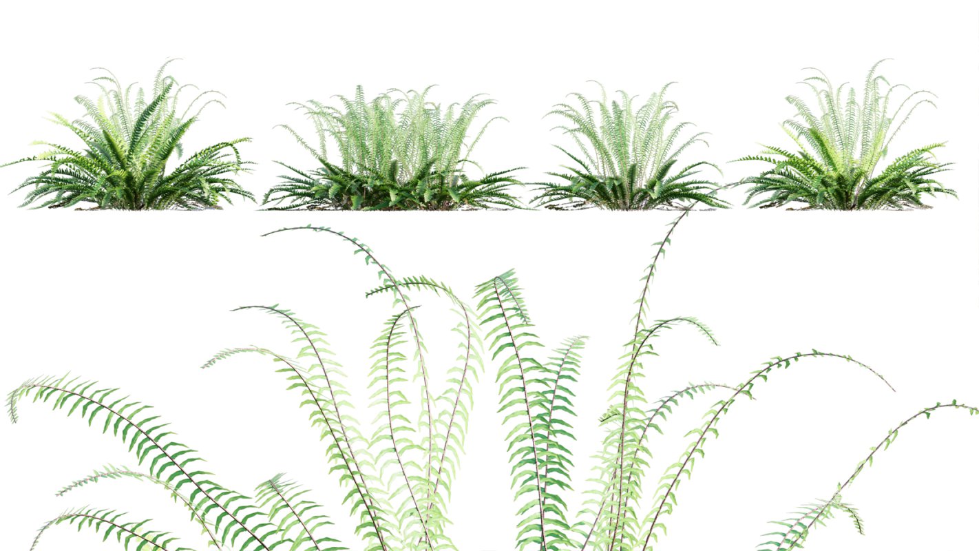 Collection 09 – Fern Garden - Image 19