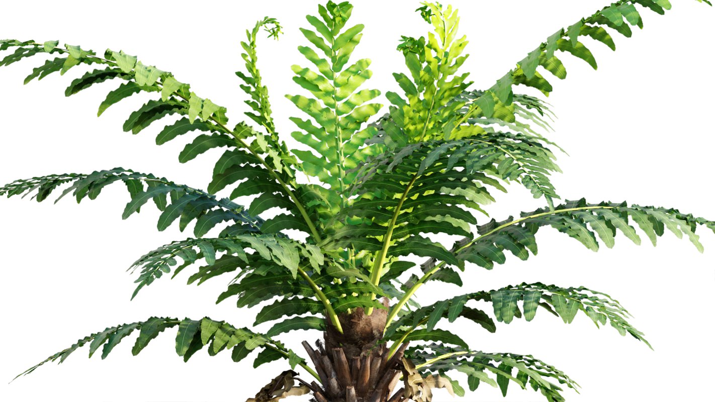 Collection 09 – Fern Garden - Image 15