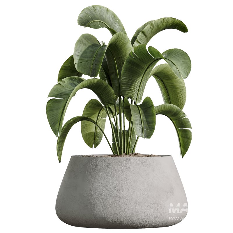 AV Indoor Plants Set 325 Alnus Glutinosa Alder and Mission Olive and Banana Nicolai - Image 3