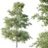 AV Plants Alnus Glutinosa Tree07 - Thumbnail 2