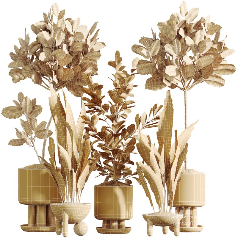 AV Indoor Plants Set 334 Aspidistra Elatior and Rubber Ficus Elastica and Ficus microcarpa Moclame - Image 13