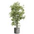 AV Indoor Plants Set 326 Europaea Olive Eucalyptus and Mission Arbequina Olive - Thumbnail 2