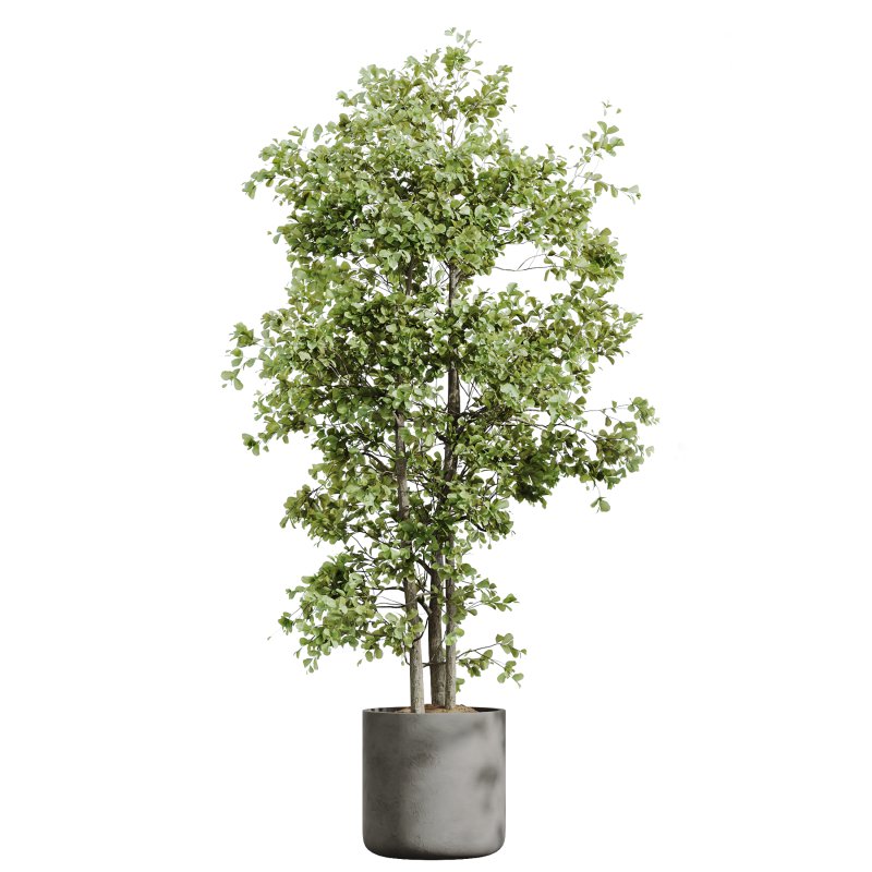 AV Indoor Plants Set 326 Europaea Olive Eucalyptus and Mission Arbequina Olive - Image 2
