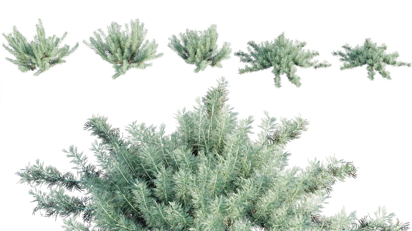 Collection 11 – Ground cover – Vines and Creepers - Image 12