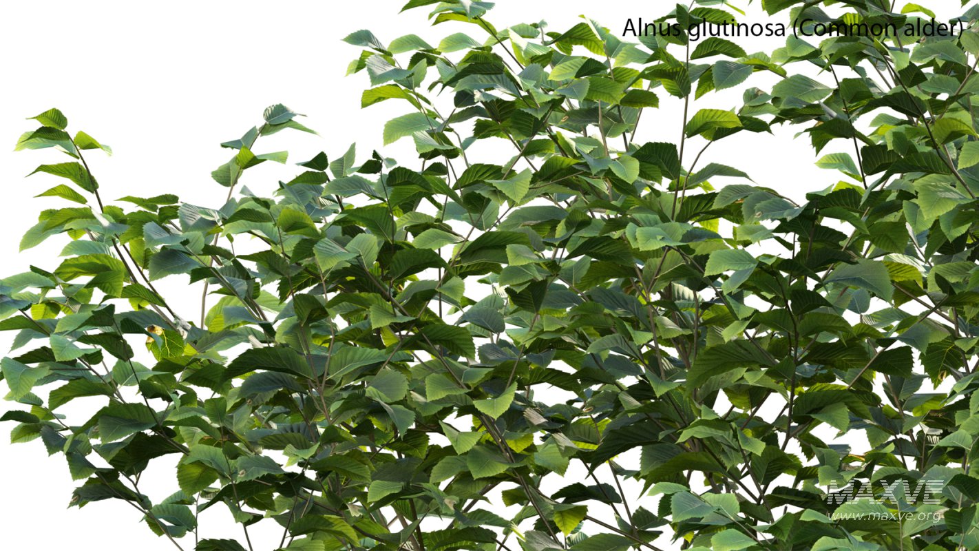 Collection 14 – English Garden - Image 23