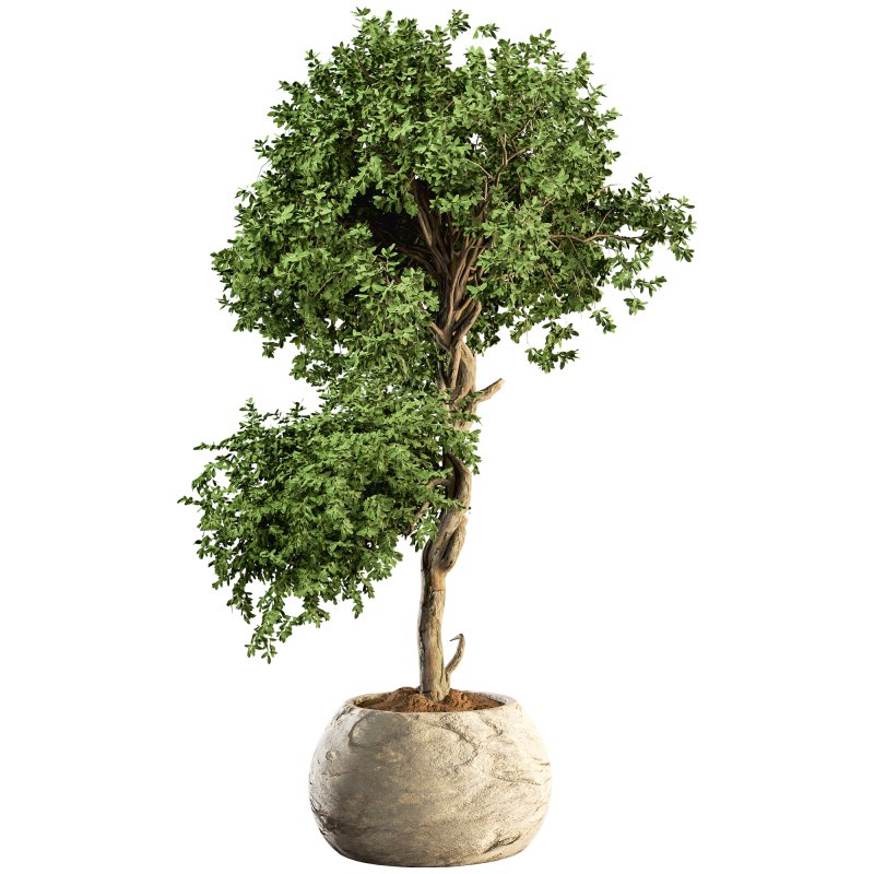 HousePlants Set - Image 3