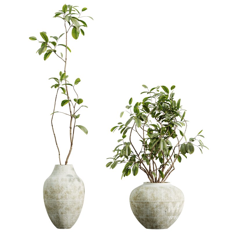 AV Indoor Plants Set 321 Japandi Decorative Minimalism Ficus Dracaena Marginata - Image 4
