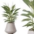 AV Indoor Plants Set 329 Euphorbia Drupifera and Spathiphyllum Lily and Monstera Deliciosa - Thumbnail 4