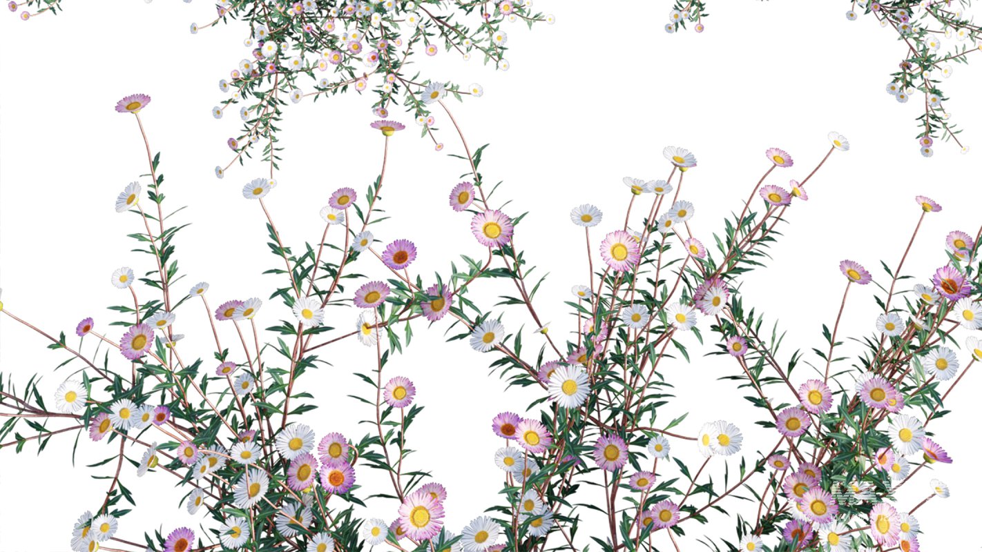 Collection 11 – Ground cover – Vines and Creepers - Image 26