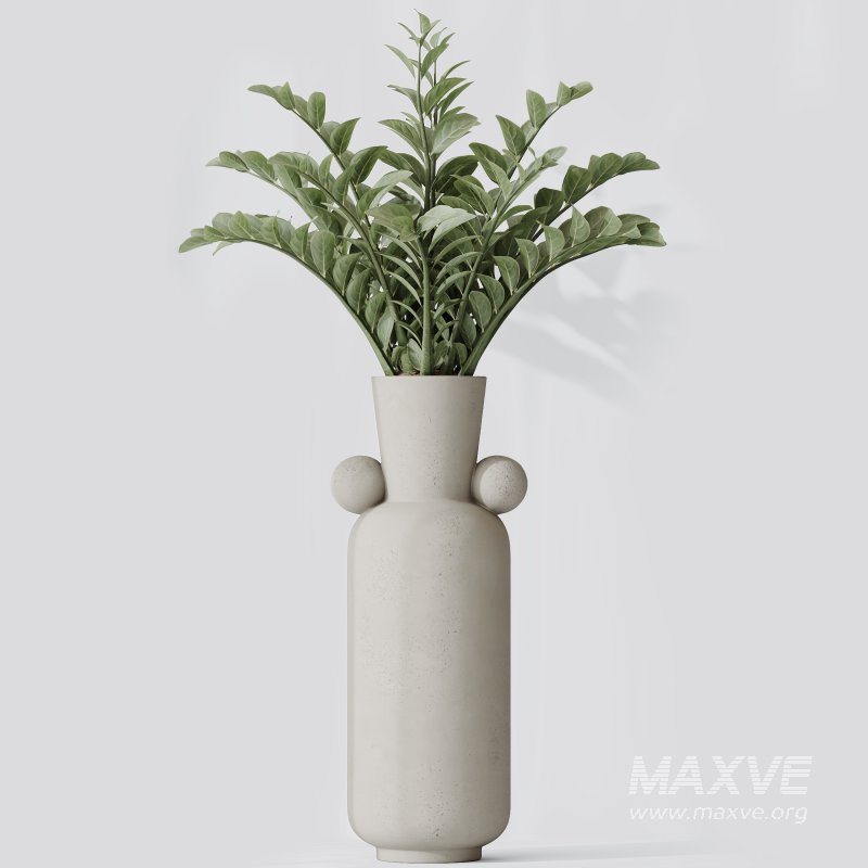 AV Indoor Plants Set 339 Ficus microcarpa and Ficus Cyathistipula and Zamiifolia - Image 2