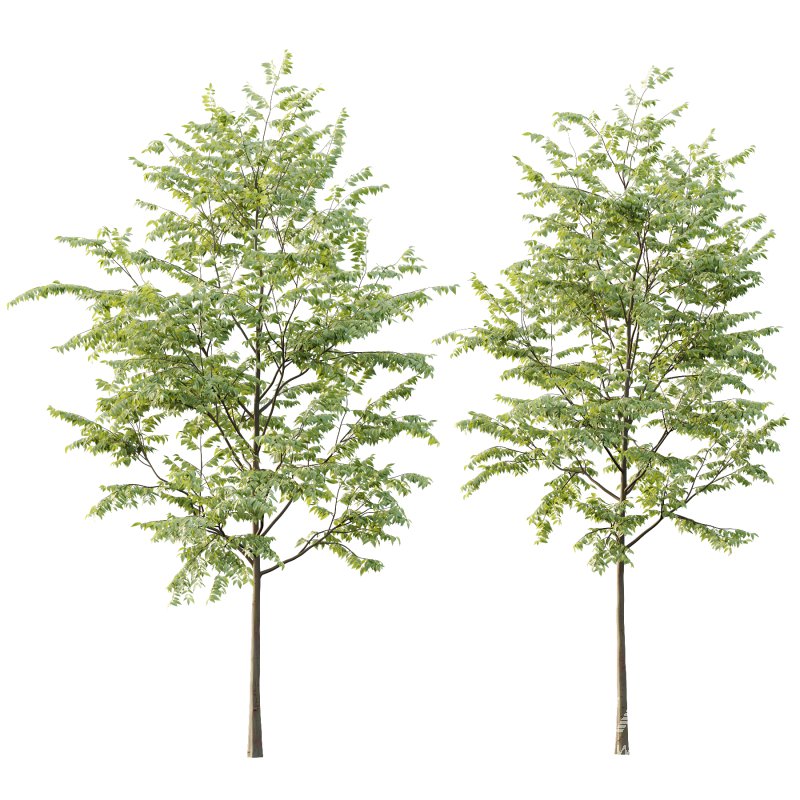 Celtis australis Tree 01 - Image 4