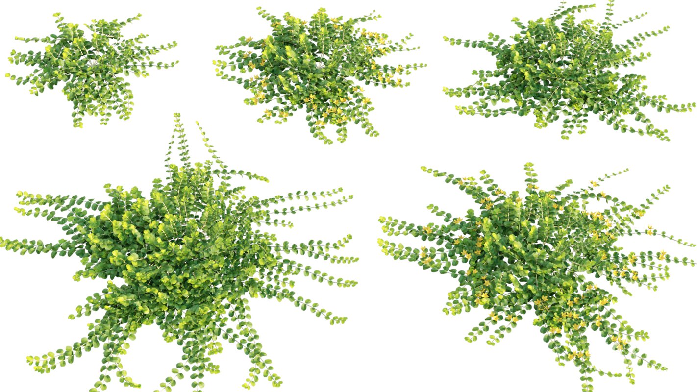 Collection 11 – Ground cover – Vines and Creepers - Image 30