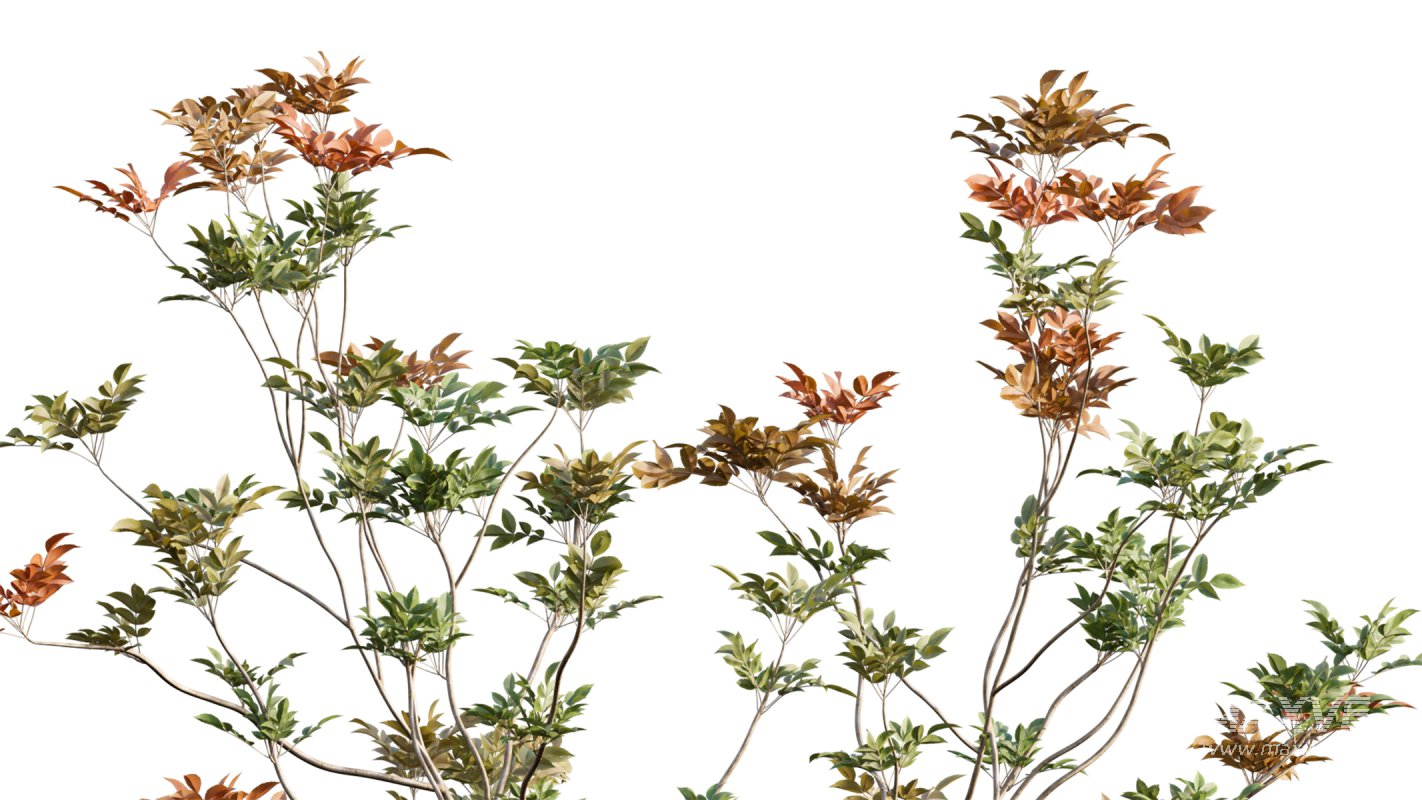 Collection 11 – Ground cover – Vines and Creepers - Image 29