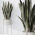AV Indoor Plants Set 317 Arbequina Olive and Dracaena Lemon Dragon and Green Sansevieria - Thumbnail 2