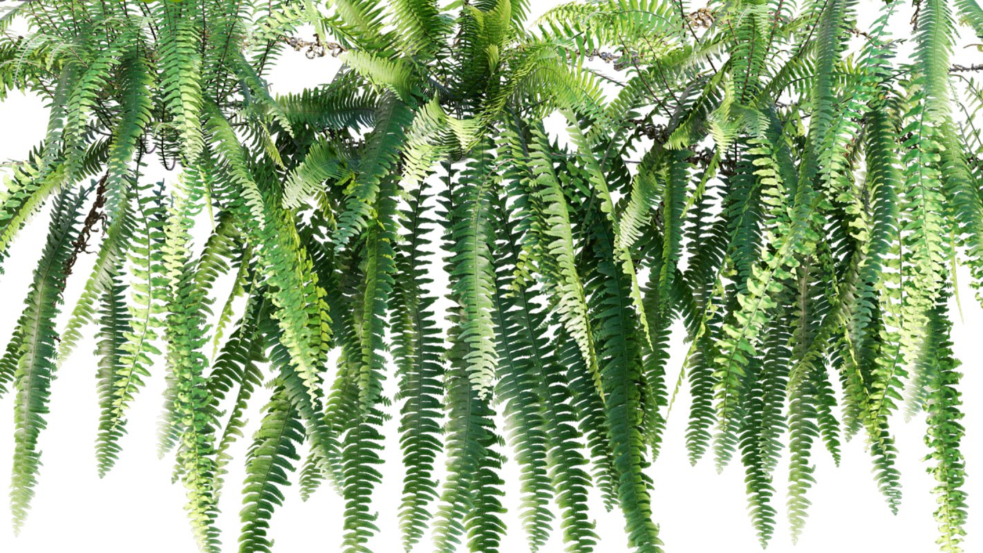 Collection 09 – Fern Garden - Image 17