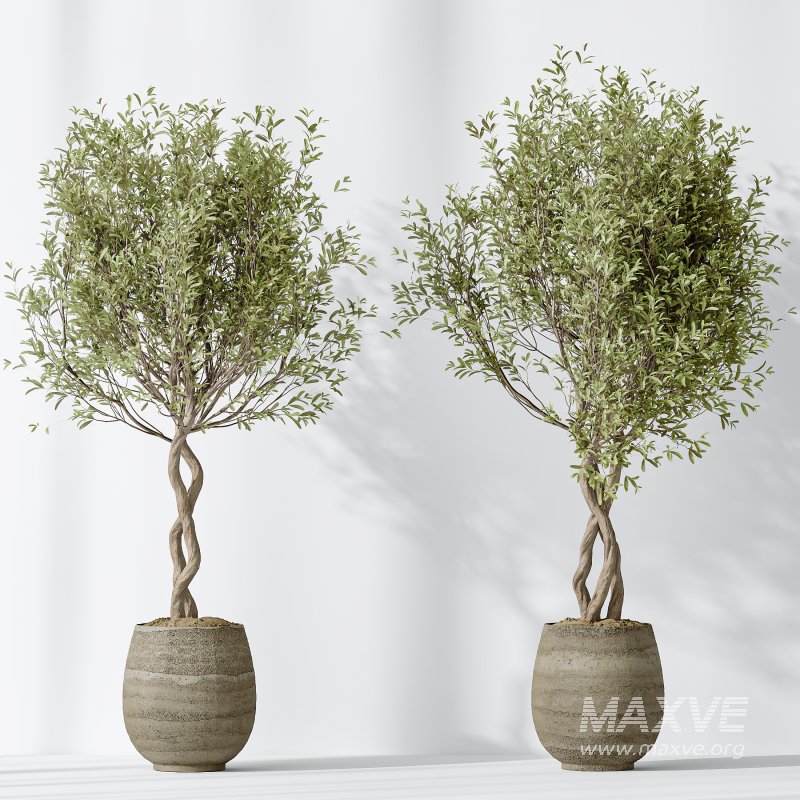 AV Indoor Plants Set 323 Olive Artificial Tree - Image 4