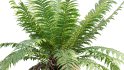 Collection 09 – Fern Garden - Thumbnail 27