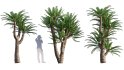 Collection 10 – Palm garden - Thumbnail 19