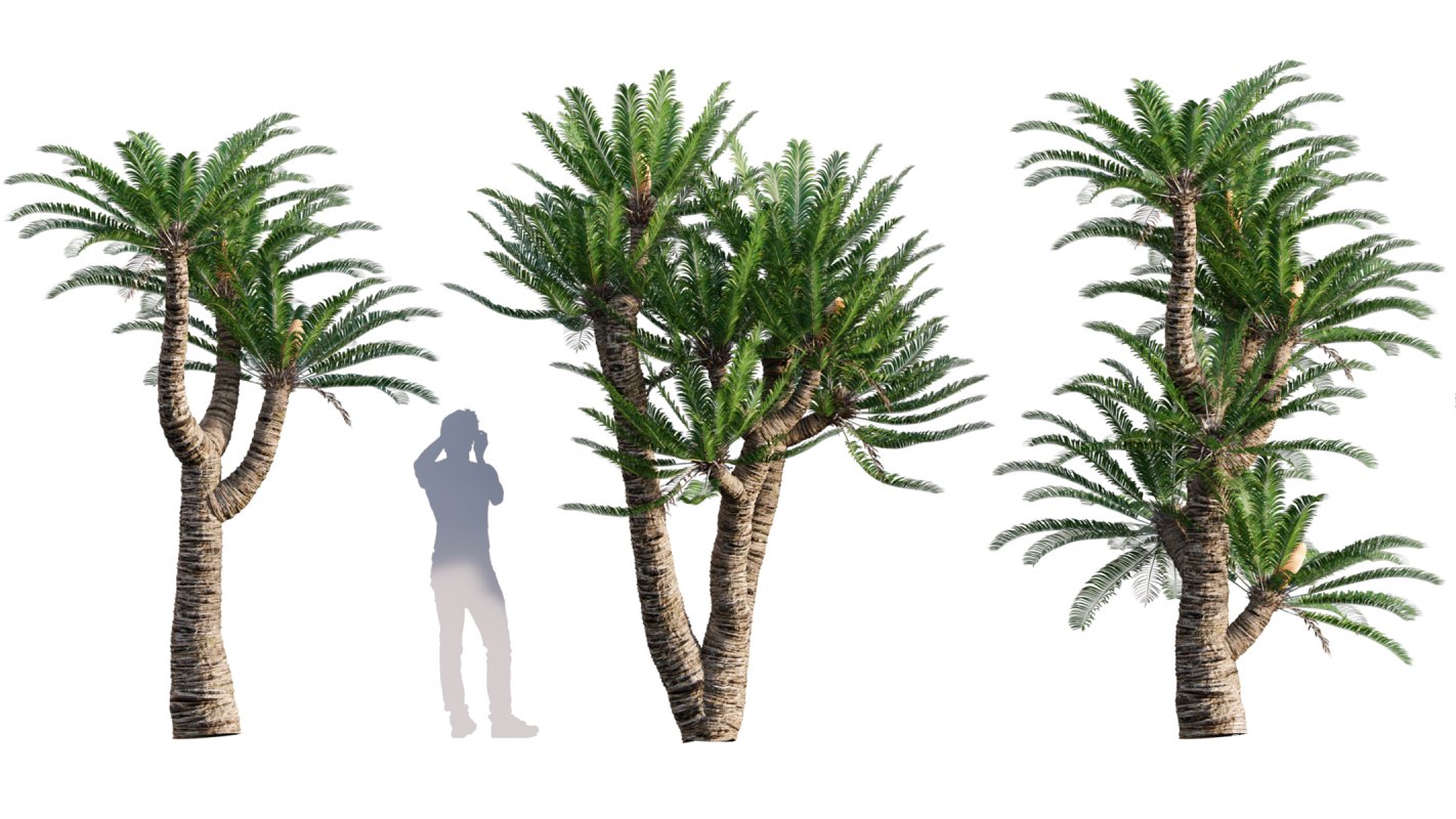 Collection 10 – Palm garden - Image 19