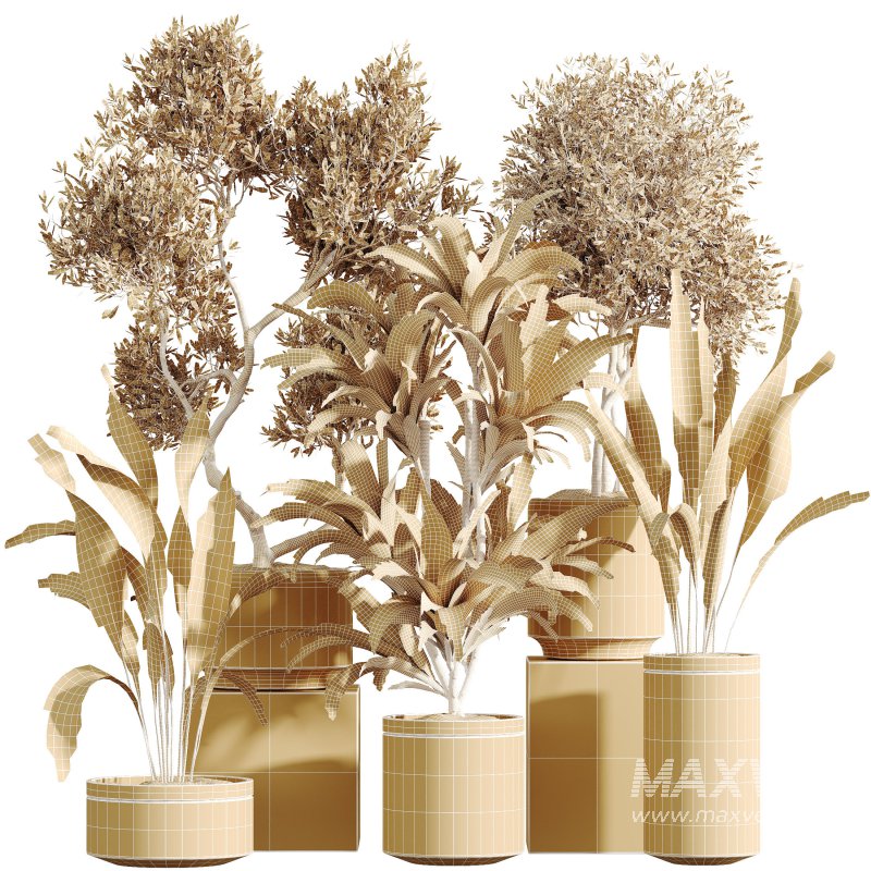 AV Indoor Plants Set 311 Olivo Olea Tree and Aspidistra Elatior Cast iron and Warneckii Lemon Lime - Image 9