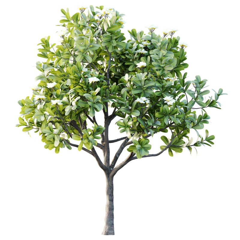 Plumeria Obtusa plant 04 - Image 4