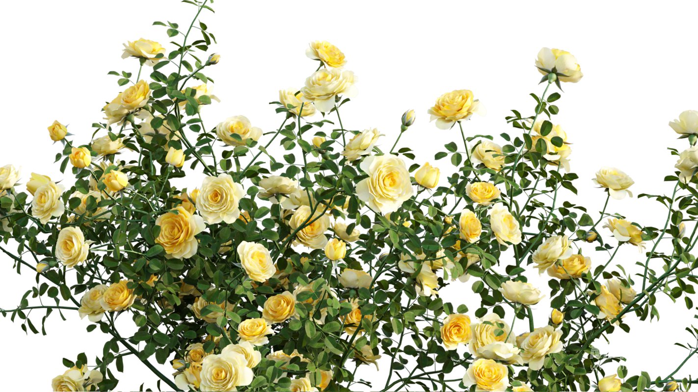 Collection 08 – Rose Garden - Image 16