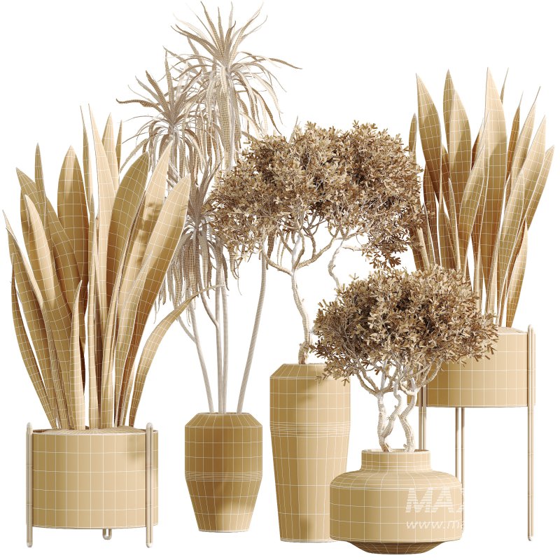 AV Indoor Plants Set 317 Arbequina Olive and Dracaena Lemon Dragon and Green Sansevieria - Image 5