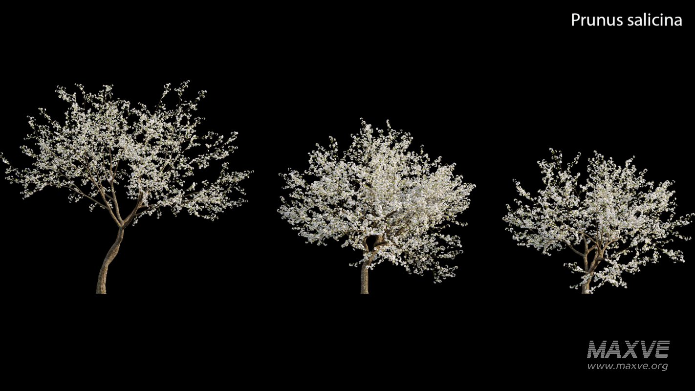 Collection 17 – Chinese garden - Image 28