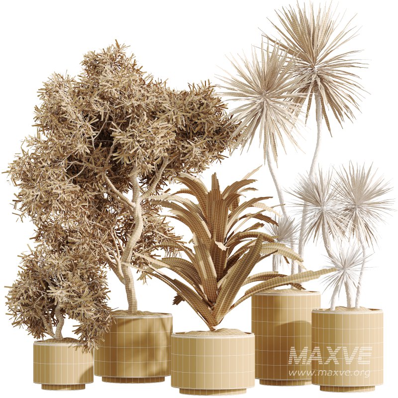 AV Indoor Plants Set 328 Olive and Yucca Rostrata Palm and Dracaena Lemon - Image 7