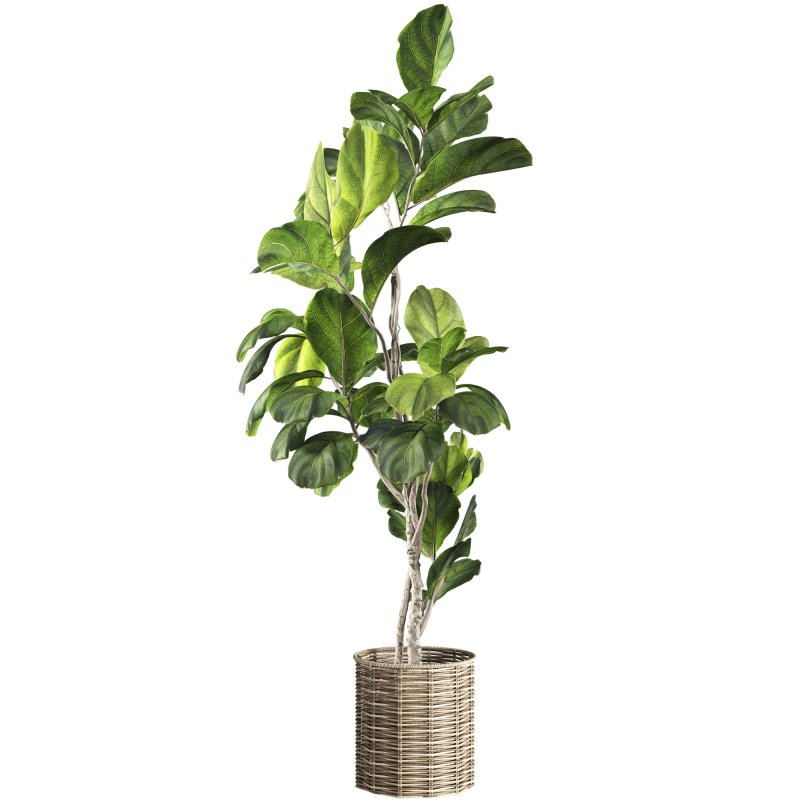 Bonsai Jungle Ficus Fiddle Leaf Fig 446 - Image 3