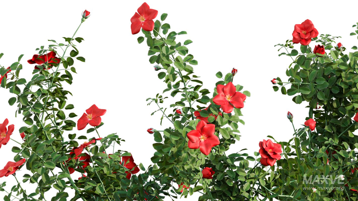 Collection 08 – Rose Garden - Image 6