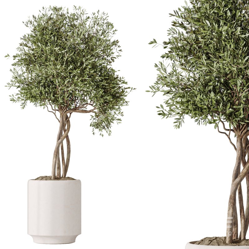 AV Indoor Plants Set 311 Olivo Olea Tree and Aspidistra Elatior Cast iron and Warneckii Lemon Lime - Image 4