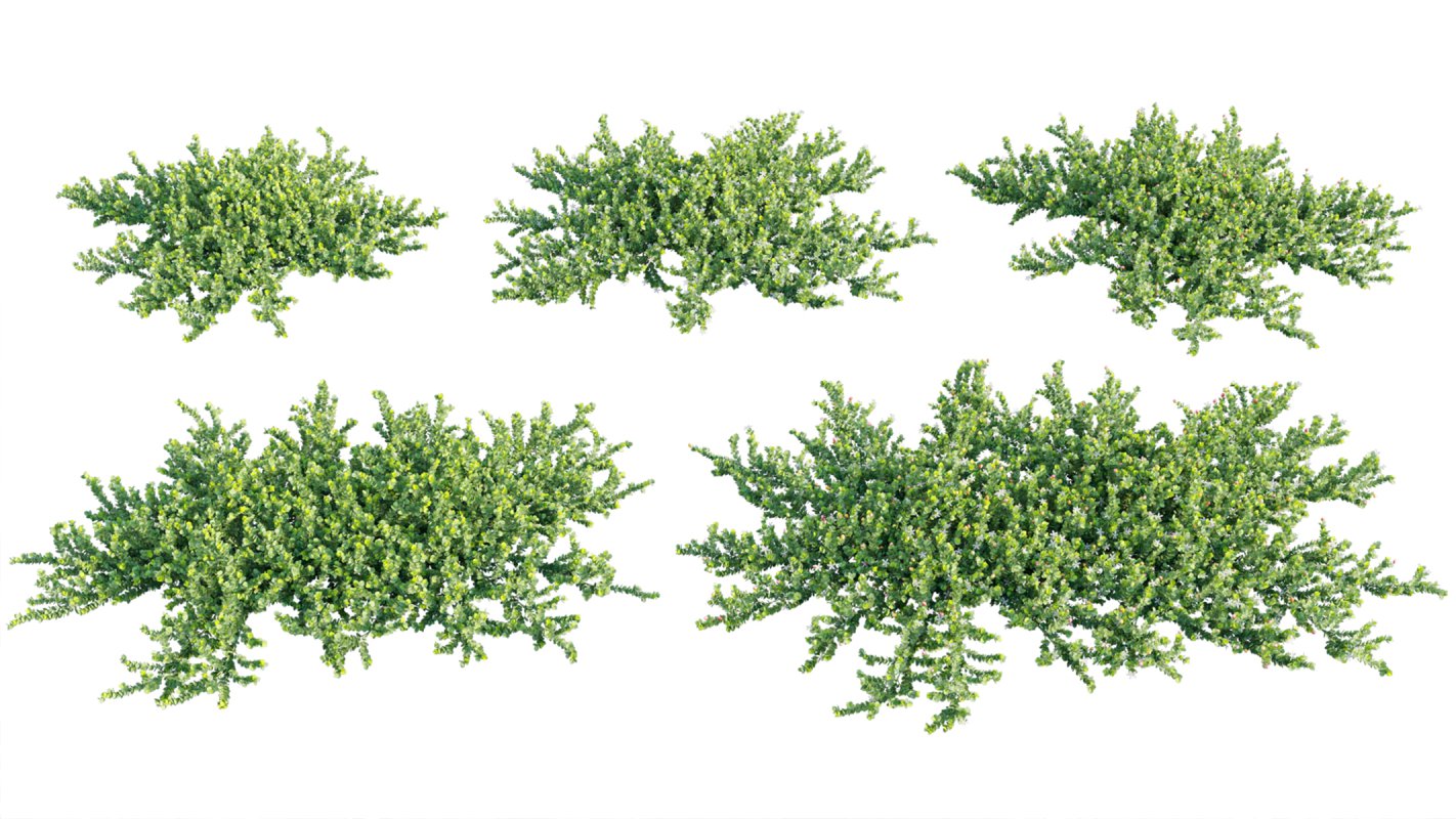 Collection 11 – Ground cover – Vines and Creepers - Image 20