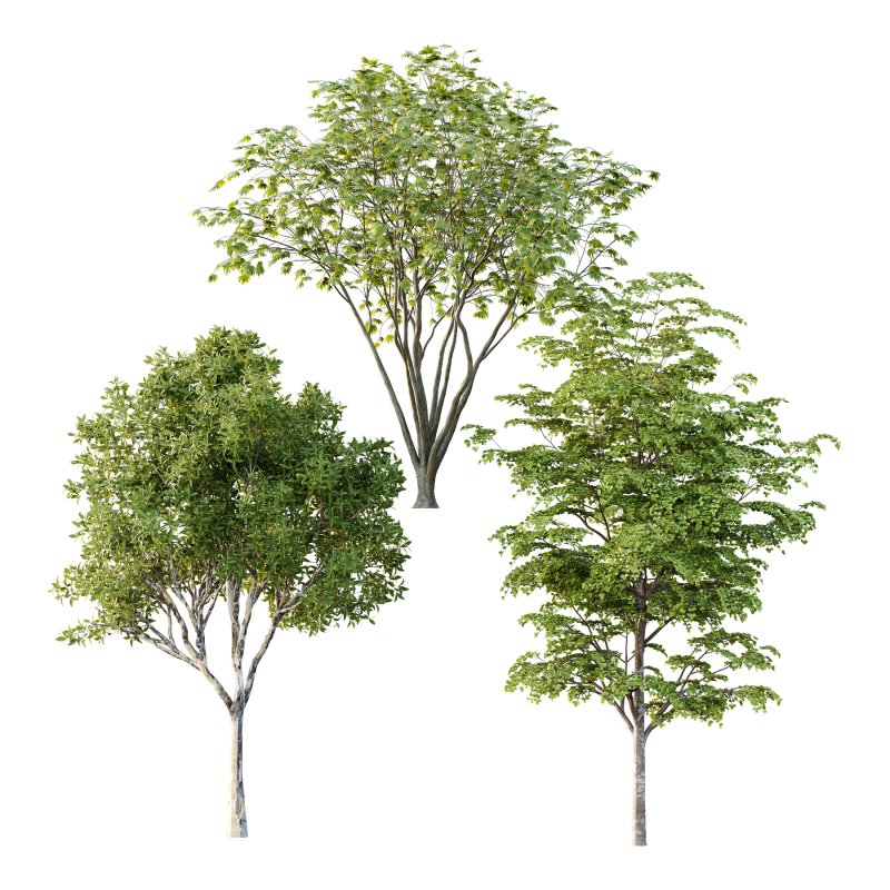 Different Trees 52 - Image 1