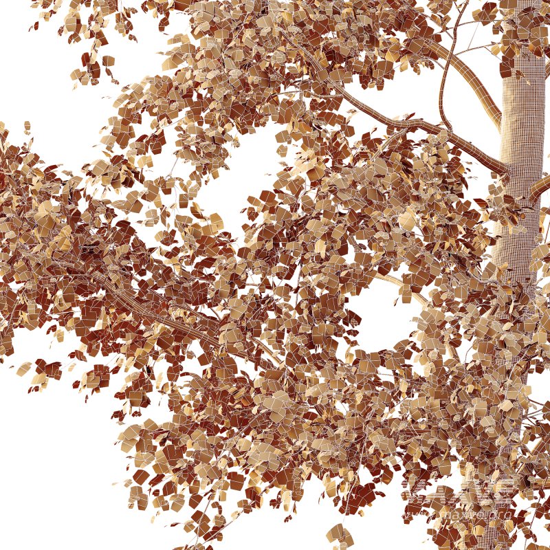 AV Plants Alnus Glutinosa Tree07 - Image 4